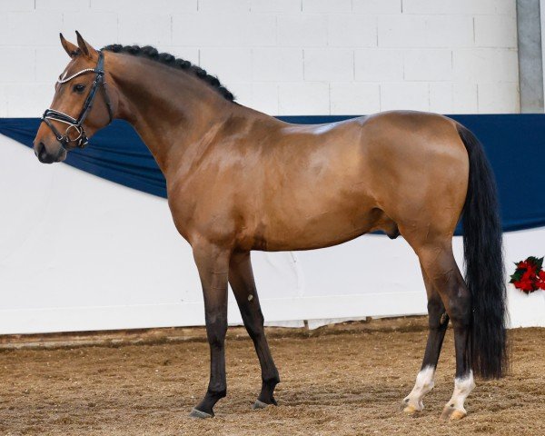 stallion Dark Victory AT (German Riding Pony, 2021, from D-Gold AT NRW)