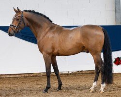stallion Dark Victory AT (German Riding Pony, 2021, from D-Gold AT NRW)