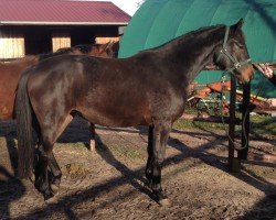 Dressage horse Dat Dorlchen (Hanoverian, 2014, from Diacontinus)