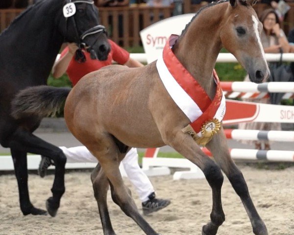 horse Vermont Grey (Austrian Warmblood, 2024, from Vingino)