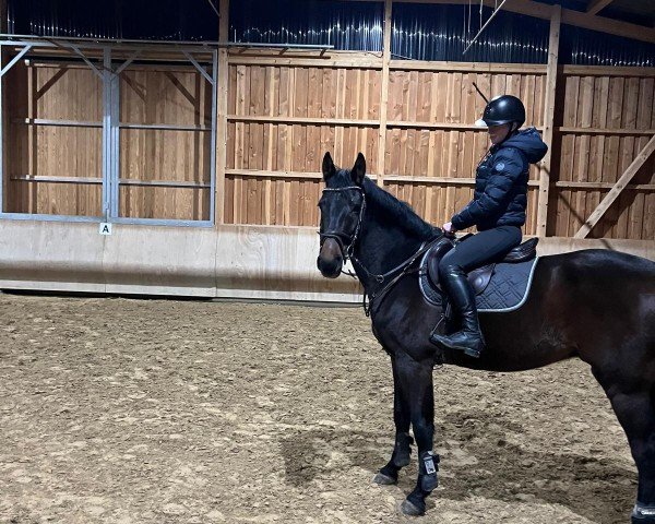 jumper Chapman CS (German Sport Horse, 2019, from Chapeau TN)