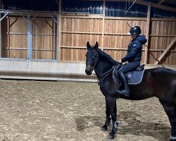 Springpferd Chapman CS (Deutsches Sportpferd, 2019, von Chapeau TN)