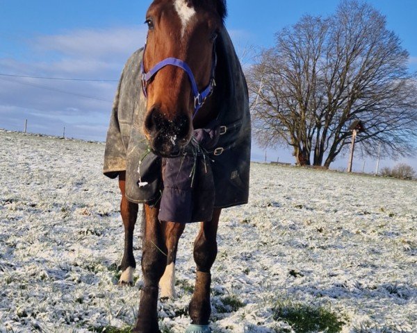 jumper Trussardi Milano Castelli (Belgian Warmblood, 2018, from Toulon)