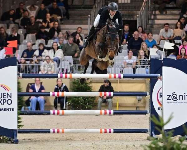 Springpferd Quelle Diamant Mxl (Belgisches Warmblut, 2016, von Diamant de Semilly) Springpferd Quelle Diamant Mxl (Belgisches Warmblut, 2016, von Diamant de Semilly)