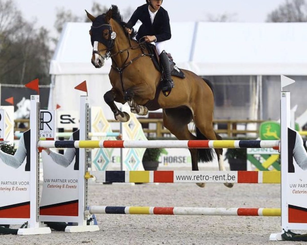 Cavallo da salto Abdo van T Merelsnest (Zangersheide Reitpferd, 2016, di Arko III)