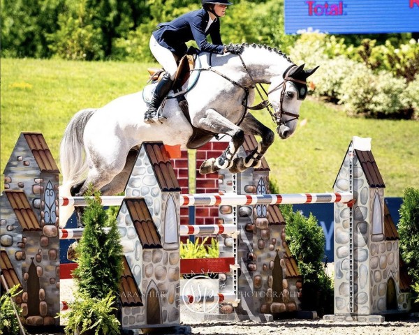 jumper Once Upon A Time des Sens (Belgian Warmblood, 2014, from Colestus) jumper Once Upon A Time des Sens (Belgian Warmblood, 2014, from Colestus)