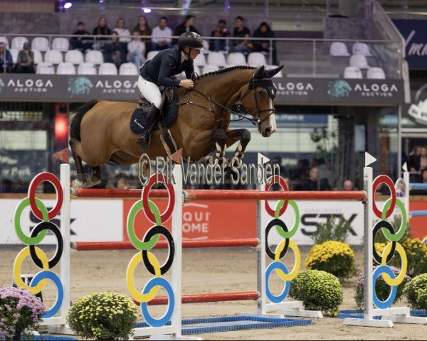 jumper Cum Laude (Oldenburg show jumper, 2014, from Cooper van de Heffinck) jumper Cum Laude (Oldenburg show jumper, 2014, from Cooper van de Heffinck)