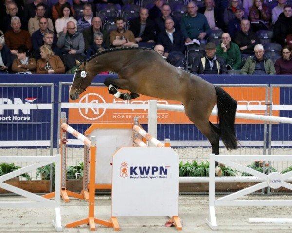 horse Pinacolada van Seldsum (KWPN (Royal Dutch Sporthorse), 2020, from Dominator 2000 Z)