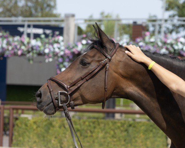 jumper Go Go Nevada (KWPN (Royal Dutch Sporthorse), 2011, from Ustinov)