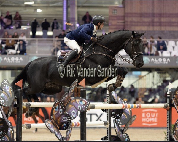 jumper LOVER BOY VAN HET SCHAECK (Belgian Warmblood, 2011, from Elvis Ter Putte)