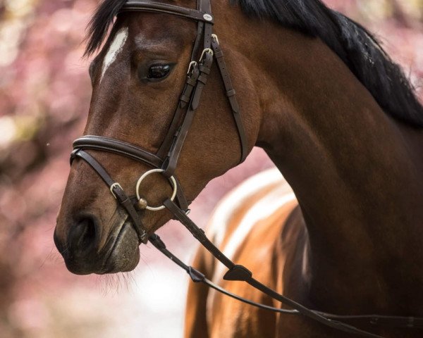 Pferd Paulien Van Lietbeka (Belgisches Warmblut, 2015, von Catoki)