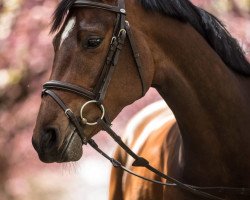 Pferd Paulien Van Lietbeka (Belgisches Warmblut, 2015, von Catoki)