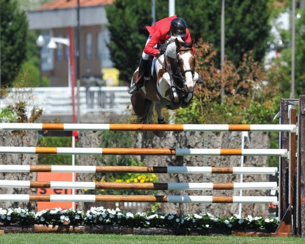 stallion Ulyss Morinda (Selle Français, 2008, from Utah van Erpekom) stallion Ulyss Morinda (Selle Français, 2008, from Utah van Erpekom)