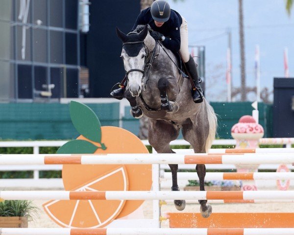 jumper Sam de Lauzelle (Belgian Warmblood, 2018, from Cornet Obolensky)
