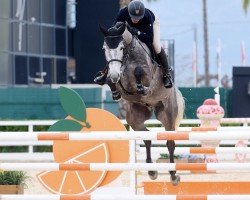 jumper Sam de Lauzelle (Belgian Warmblood, 2018, from Cornet Obolensky)
