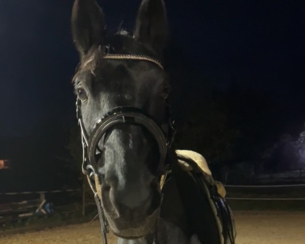 Pferd Sir Domino (Lettisches Warmblut, 2009, von Sir Alfred)