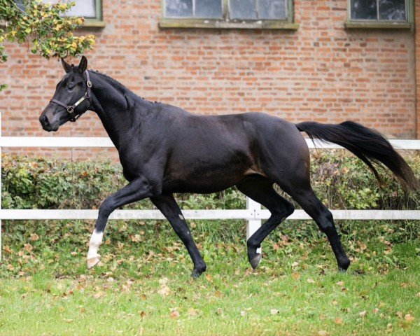 Pferd KH Karady's Totilano (Oldenburger, 2022, von Glock's Toto Jr.)