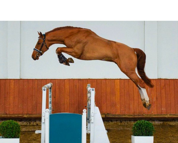Pferd KH Karady's Emeraldino (Ukrainisches Reitpferd, 2021, von Emerald van 't Ruytershof)