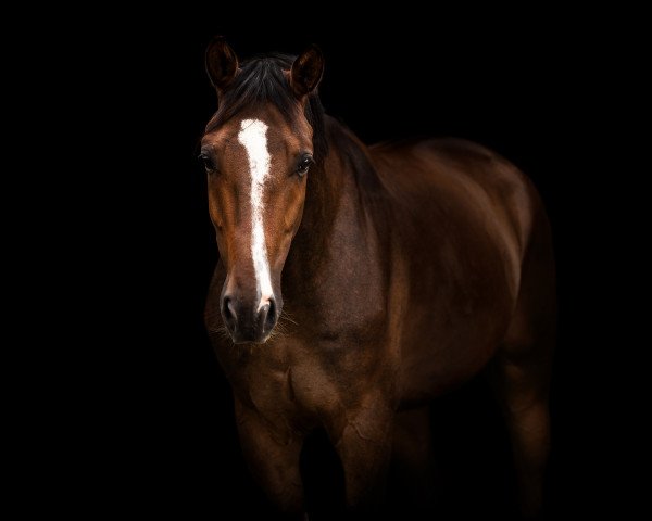 dressage horse Da Vinci 346 (Mecklenburg, 2015, from Do It 31)