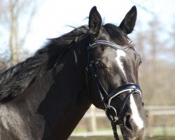 Dressurpferd Grey's D'Esmee (Rheinländer, 2014, von Grey Flanell)