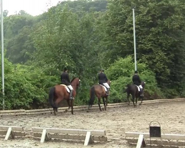 Reitturnier Essen-Kupferdreh 2013