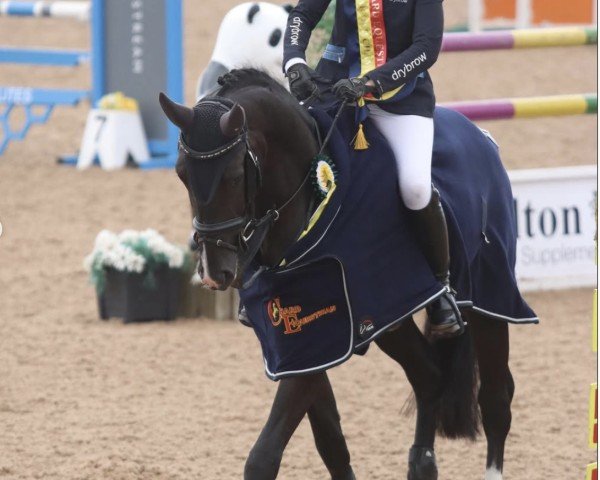 jumper Chevy D'Or Z (Zangersheide riding horse, 2019, from Comilfo Plus Z) jumper Chevy D'Or Z (Zangersheide riding horse, 2019, from Comilfo Plus Z)
