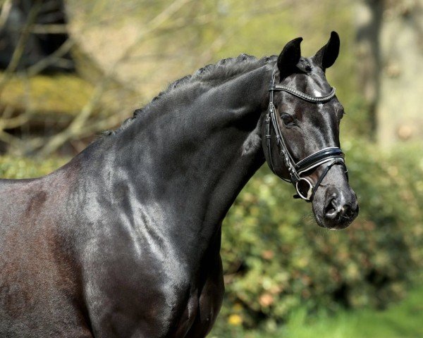 dressage horse Salegro (Oldenburg, 2012, from Sir Donnerhall I)