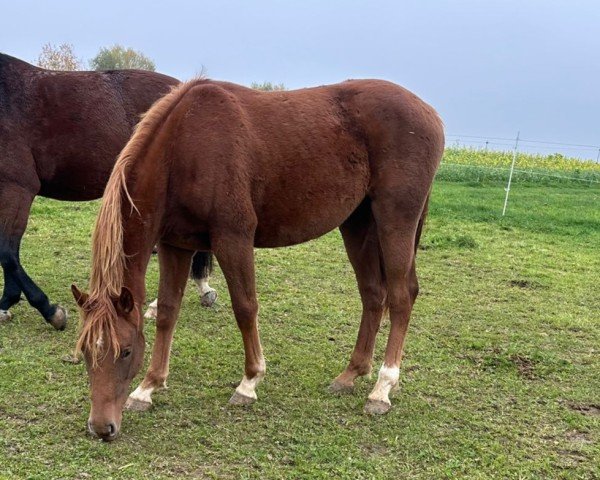 horse Emerona (Westphalian, 2023, from Emeron)