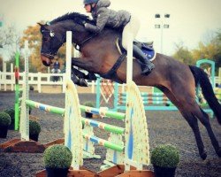 Springpferd Kensington W (KWPN (Niederländisches Warmblut), 2015, von Zirocco Blue)