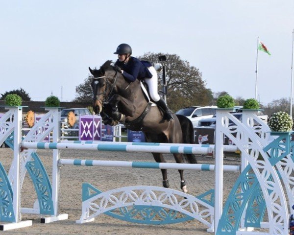 Cheval de saut Muna vd Bisschop (Selle belge, 2012, de Cornet Obolensky)