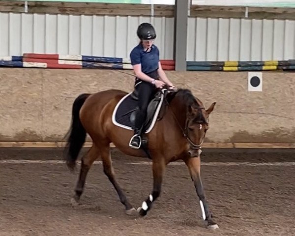 Dressurpferd Luna (Bayer, 2005, von Luberon)