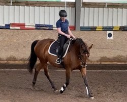 dressage horse Luna (Bavarian, 2005, from Luberon)