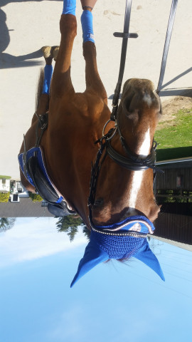 dressage horse Bella Donna 90 (Trakehner, 2004, from Camaro)
