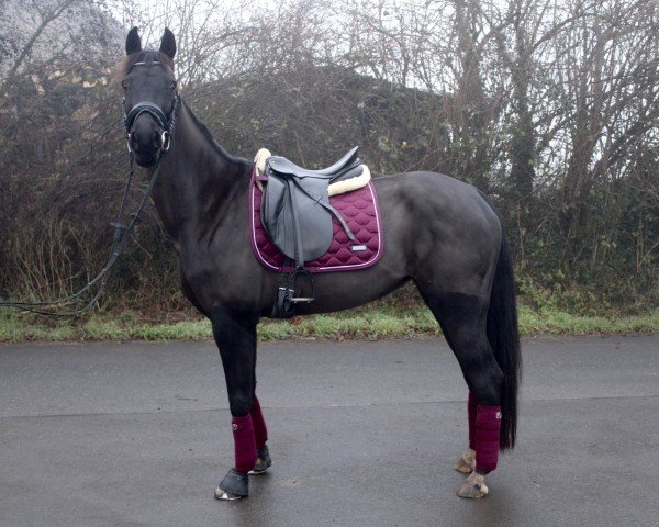 jumper Ella 176 (Westphalian, 2018, from Ehrenstolz)