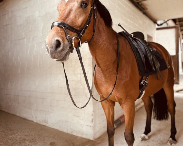 horse Time Master (Oldenburg, 2018, from Total Spezial)