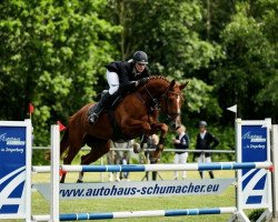 jumper Ducoeur (Hanoverian, 2015, from Donatus)