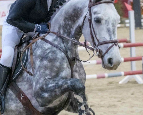 jumper Magnolia (KWPN (Royal Dutch Sporthorse), 2017, from Vigaro)