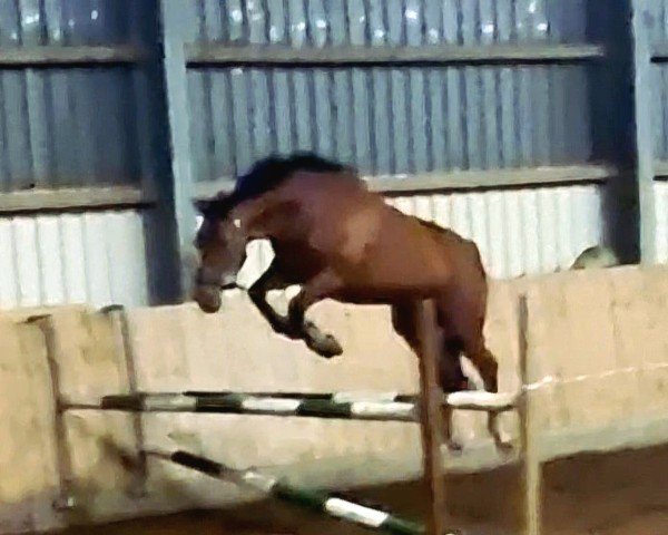 jumper San Tiano 2 (Hanoverian, 2013, from Spartacus TN) jumper San Tiano 2 (Hanoverian, 2013, from Spartacus TN)