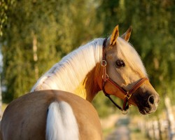 dressage horse Hesselteichs Donnergold (German Riding Pony, 2013, from Donnerwetter)