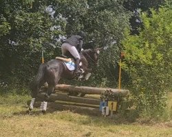 jumper Sir Archie from Ireland (Irish Sport Horse, 2014, from Near Dock xx)