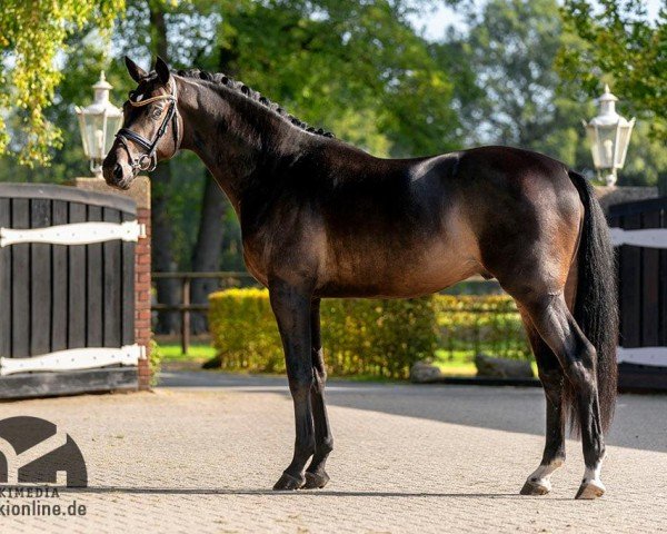 Deckhengst Heaven Dancer (Dänisches Warmblut, 2017, von Kentucky)