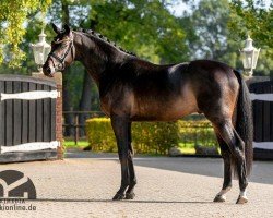 Deckhengst Heaven Dancer (Dänisches Warmblut, 2017, von Kentucky)