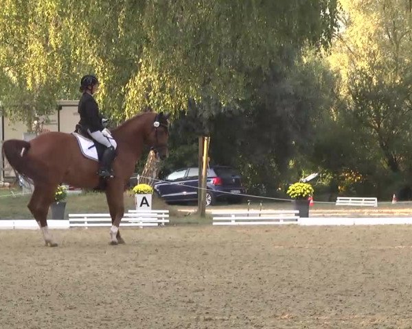 Radolfzell 2013 - Reit- und Springturnier des RC Bodenseereiter