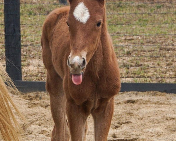 horse Stute von Kitten´s Joy xx (Thoroughbred, 2021, from Kitten's Joy xx)