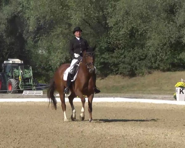 Radolfzell 2013 - Reit- und Springturnier des RC Bodenseereiter