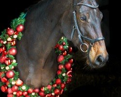 broodmare Confides K (German Sport Horse, 2010, from Convoi)