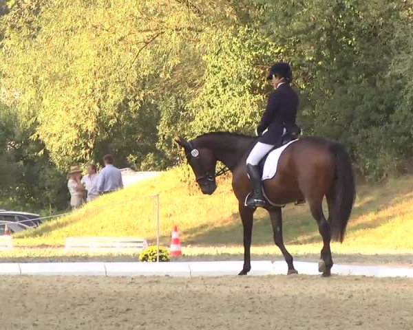 Radolfzell 2013 - Reit- und Springturnier des RC Bodenseereiter