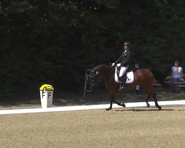 Radolfzell 2013 - Reit- und Springturnier des RC Bodenseereiter
