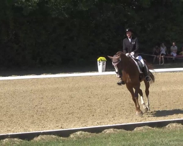 Radolfzell 2013 - Reit- und Springturnier des RC Bodenseereiter