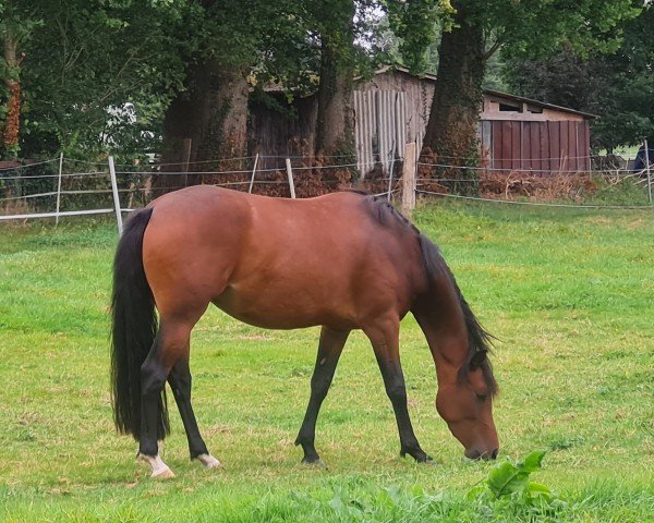horse Sibelle KJ (German Riding Pony, 2021, from Karat)